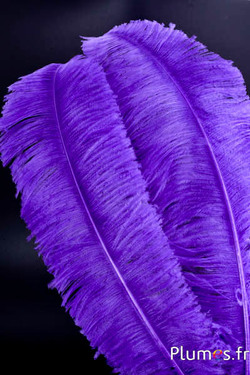 Struzzo tagliato - 50-60 cm - viola